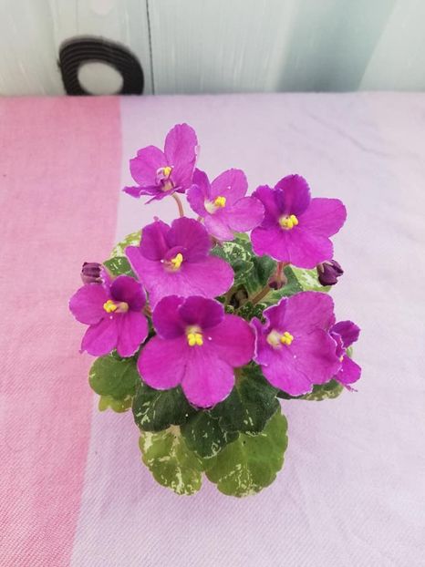 20 ian - Rob s Jee Jim