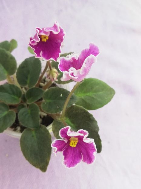 20 ian - N Sa Liubovj!!