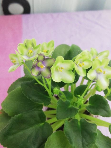 20 ian - N Liagushonok