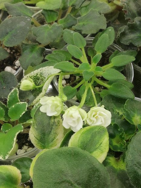 20 ian - LE Skazka Stranstviy