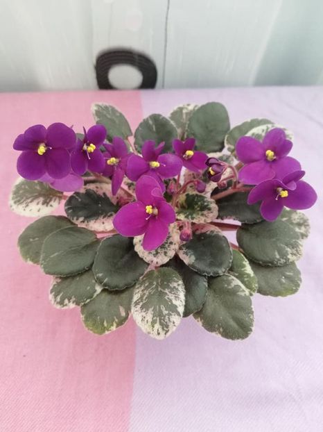 20 ian - Mac s True Love