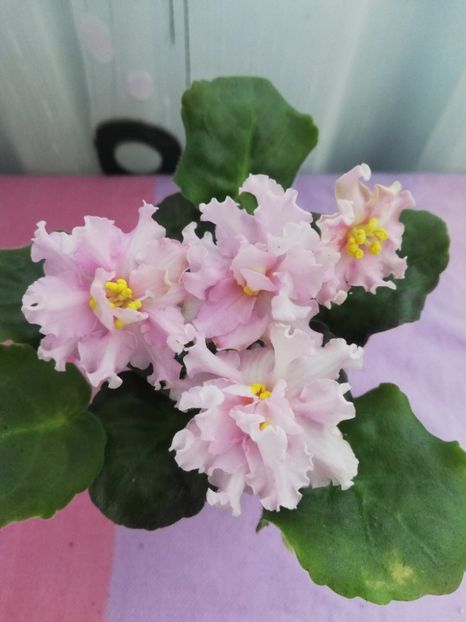 20 ian - KZ Danochka