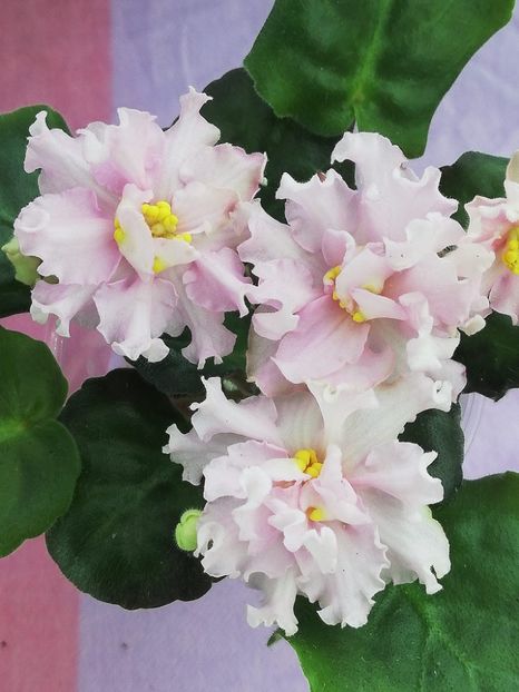 20 ian - KZ Danochka