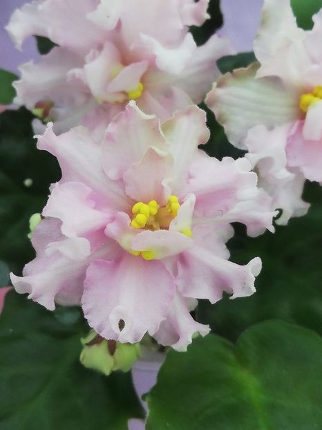 20 ian - KZ Danochka