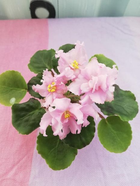 20 ian - KZ Danochka