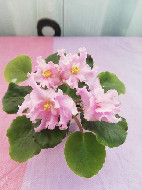 20 ian - KZ Danochka