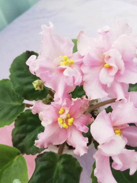 20 ian - KZ Danochka