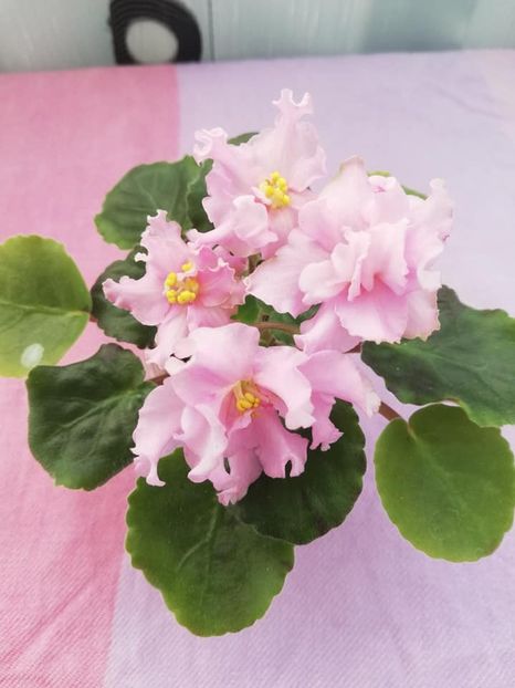 20 ian - KZ Danochka