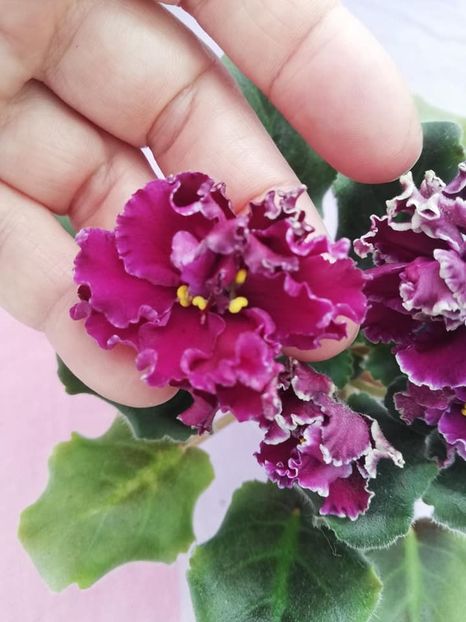 20 ian - LF Feya Ognya