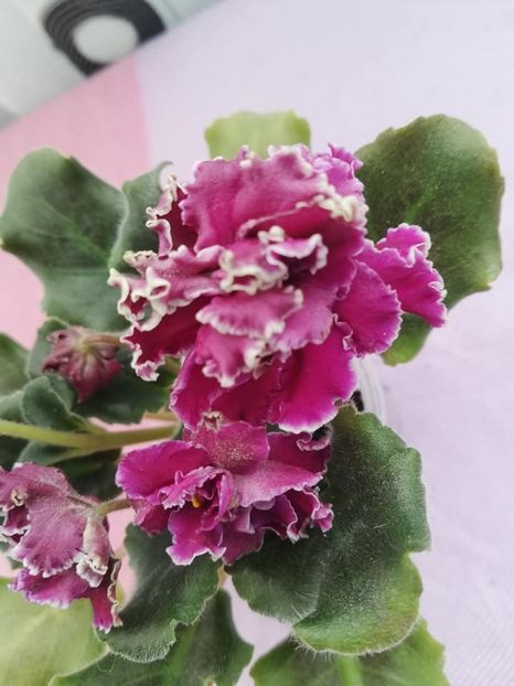 20 ian - LF Feya Ognya