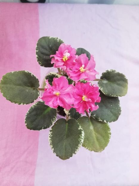 20 ian - NK Vkus Malini