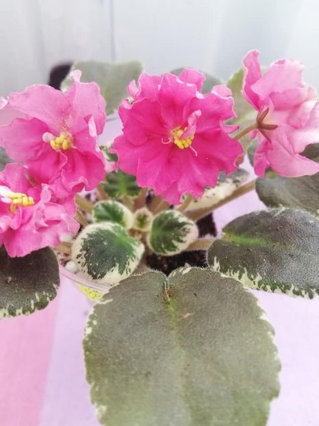 20 ian - NK Vkus Malini