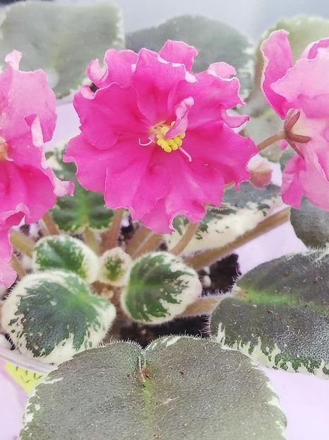 20 ian - NK Vkus Malini