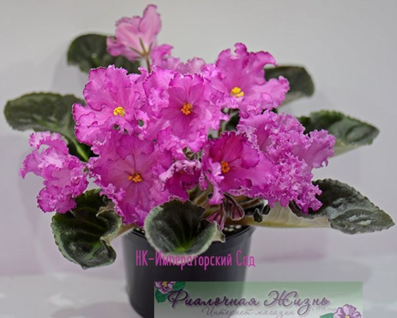 NK Imperatorskiy Sad poza net - NK Imperatorskiy Sad