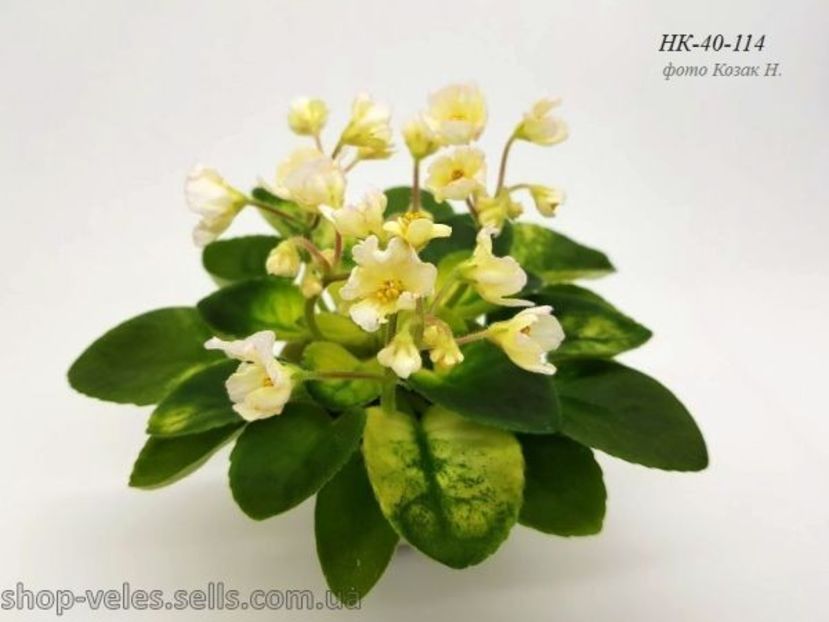 NK Prominchik - NK Prominchik