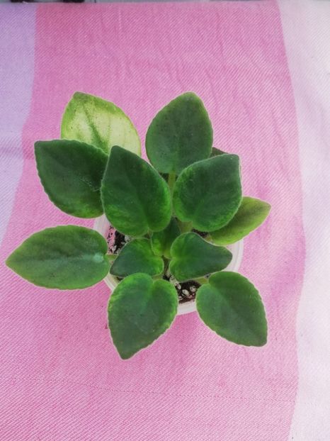 21 ian - N Printsessa na Goroshine