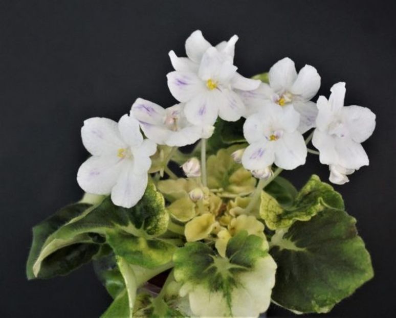 AV Felicita poza net - AV Felicita