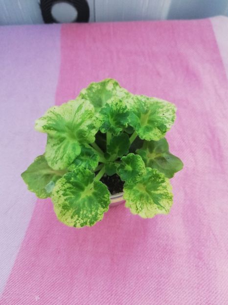 21 ian - AV Felicita