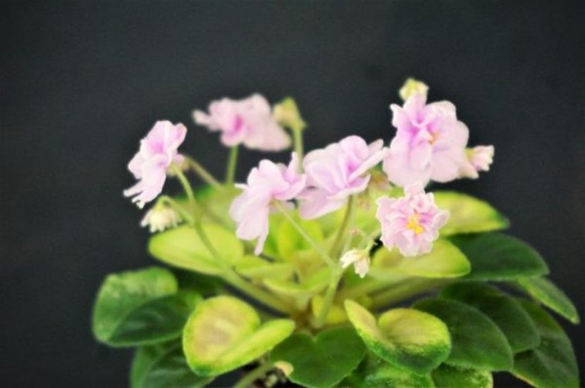 poza net - NK Ostrovok Liubvy