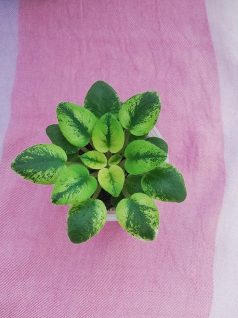 21 ian - NK Ostrovok Liubvy