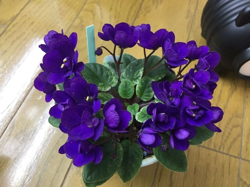 Jolly Cupid poza net - Jolly Cupid