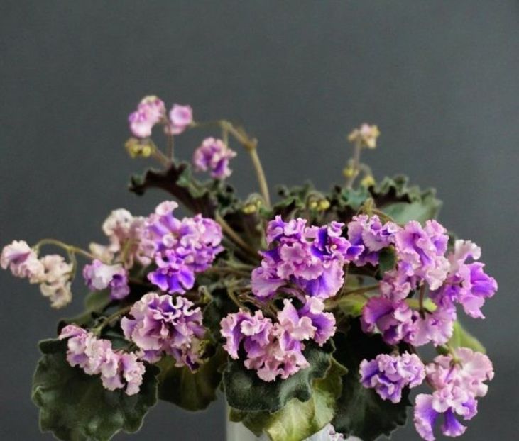 Imp`s Jellyfish Sting poza net - Imp s Jellyfish Sting