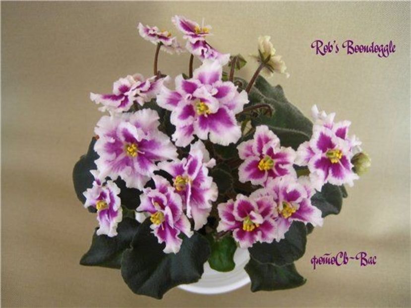 Rob`s Boondoggle poza net - Rob s Boondoggle