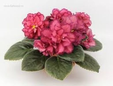 AV Roskoshj poza net - AV Roskoshj