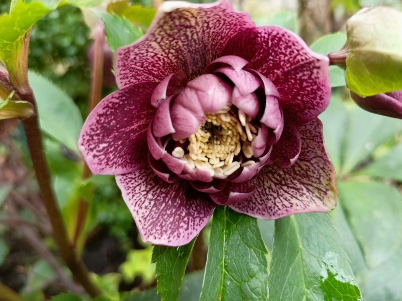Helleborus "Double Ellen Red" - Grădina 2023