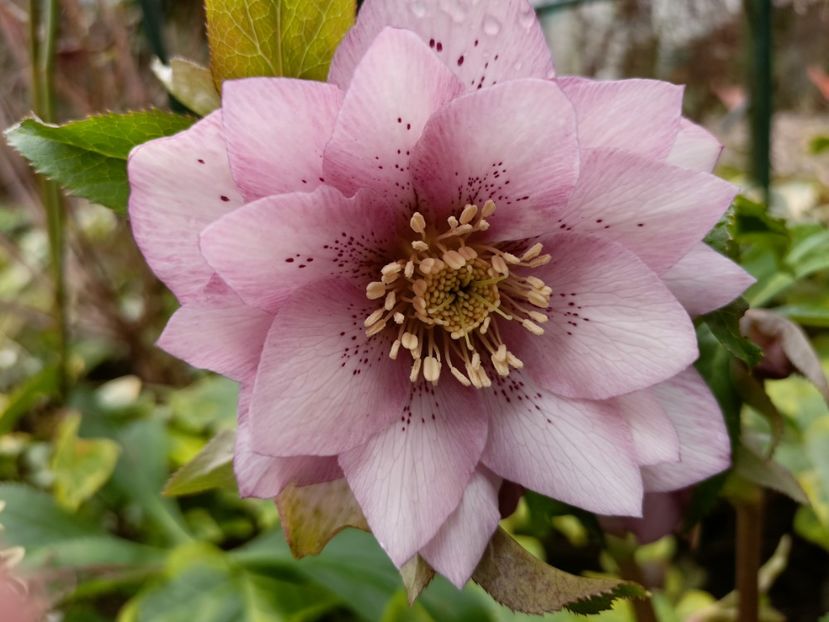 Helleborus "Double Ellen Pink Spotted" - Grădina 2023