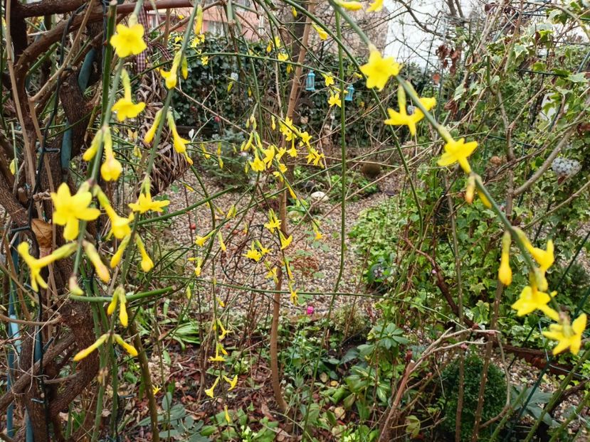 Jasminum nudiflorum - Grădina 2023