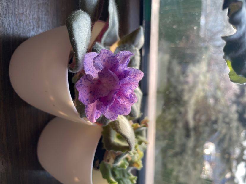 2B13BFAC-A96E-4E85-B034-3F68A0643DE7 - 001 Violete 2023-2024