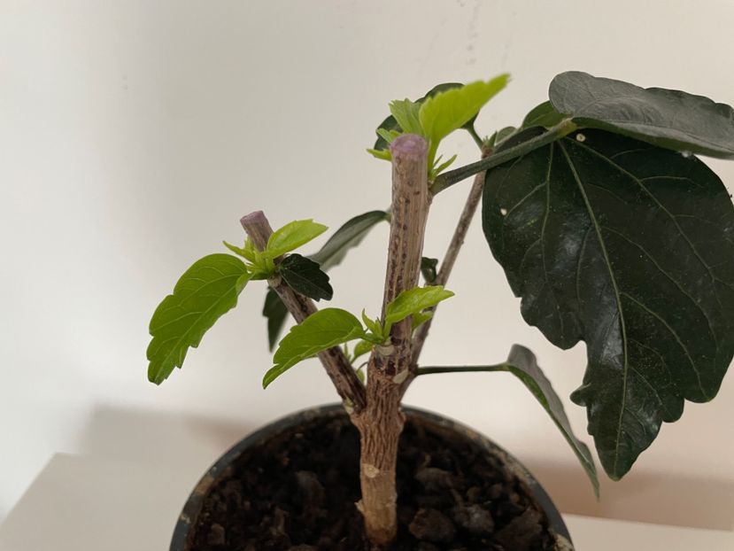 716D876F-4407-429D-B4E0-2D51461C9428 - 001 - Hibiscusi