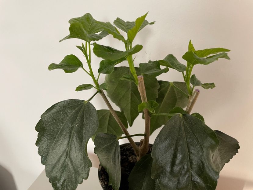 BBEA8C0E-0C66-47B5-8F9C-D0D8DBCEA444 - 001 - Hibiscusi