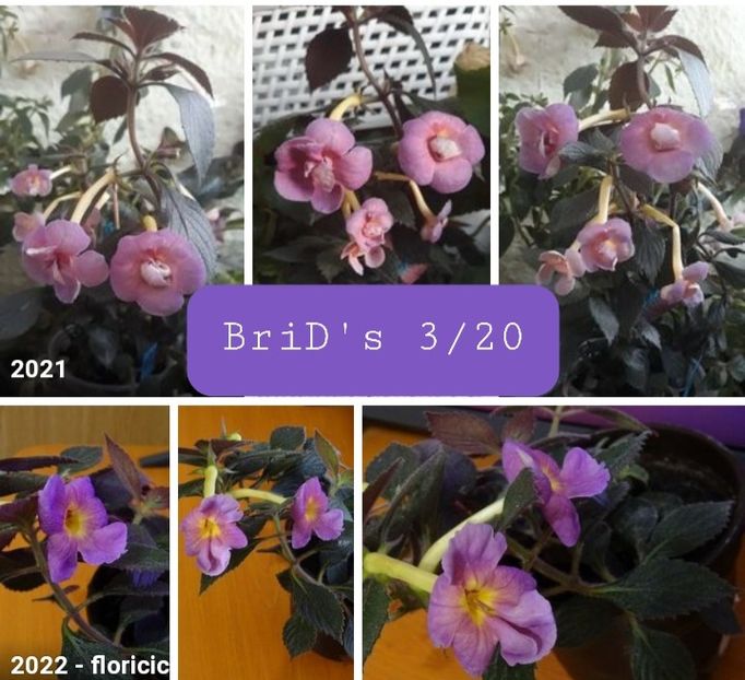 BriD s 3-20 - BriD s