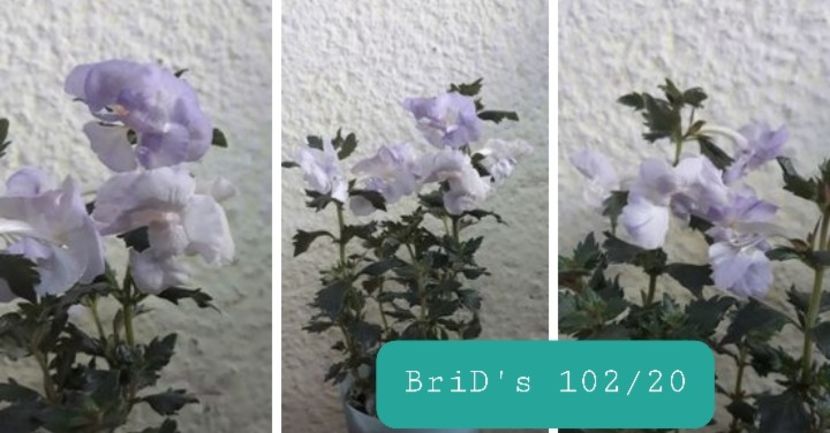 BriD s 102-20 - BriD s