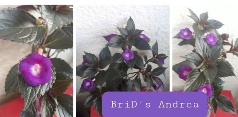 BriD s Andrea - BriD s