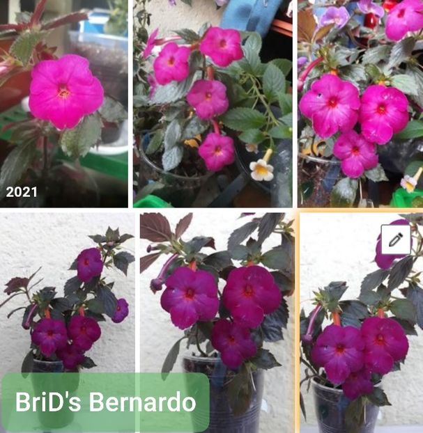 BriD s Bernardo - BriD s