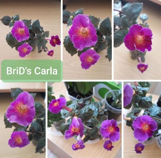 BriD s Carla - BriD s