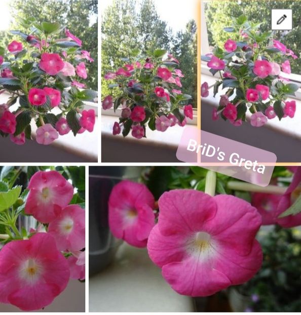 BriD s Greta - BriD s