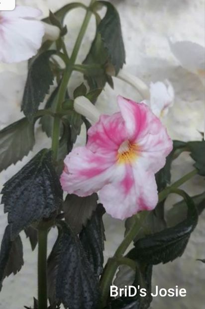 BriD s Josie - BriD s