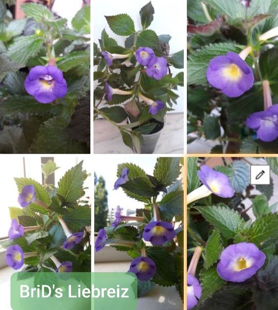 BriD s Liebreiz - BriD s