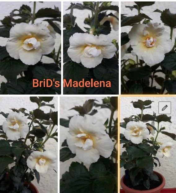 BriD s Madelena - BriD s