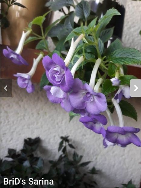 BriD s Sarina - BriD s