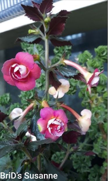 BriD s Susanne - BriD s