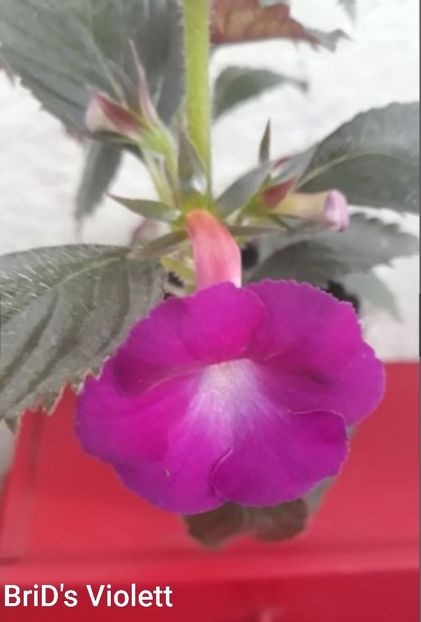 BriD s Violett - BriD s