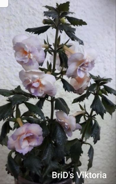 BriD s Viktoria - BriD s