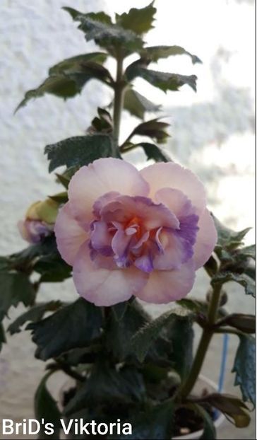 BriD s Viktoria - BriD s