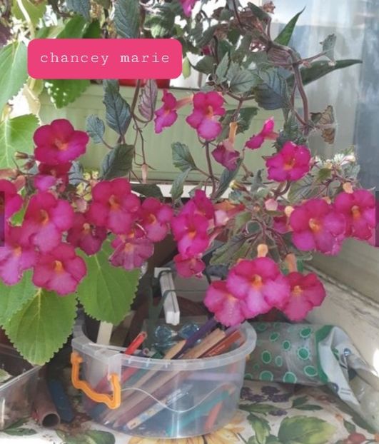 Chancey Marie - Ceilalti