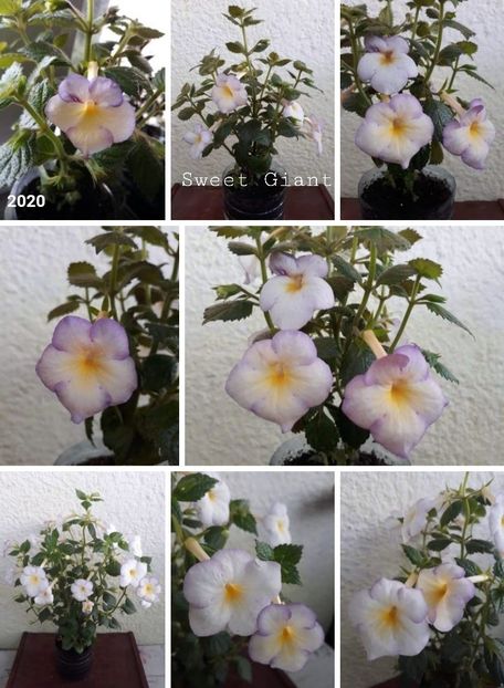 Sweet Giant - Ceilalti